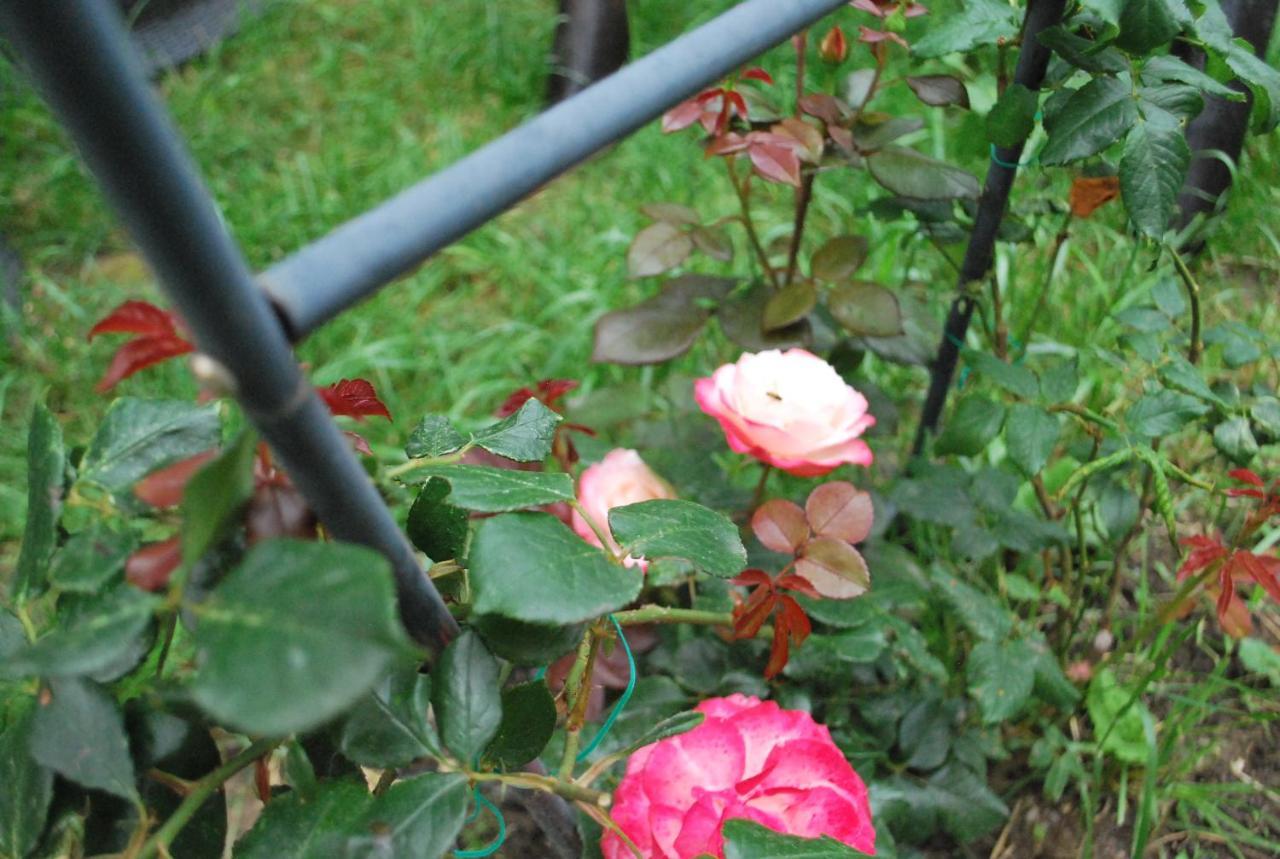 Vila Magnolia Curtea de Argeş Exterior foto